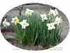 Narcissus（すいせん）