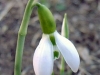 Galanthus