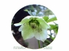 Schneerose