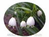 Leucojum aestivum（スズランスイセン）