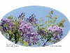 Wisteria floribunda