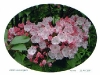 Kalmia
